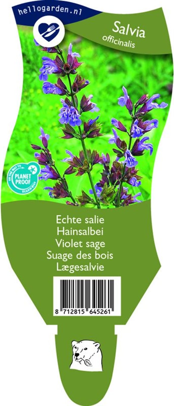 Salvia officinalis - P11